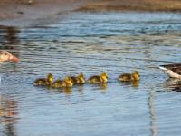 Graugans Familie mit Küken